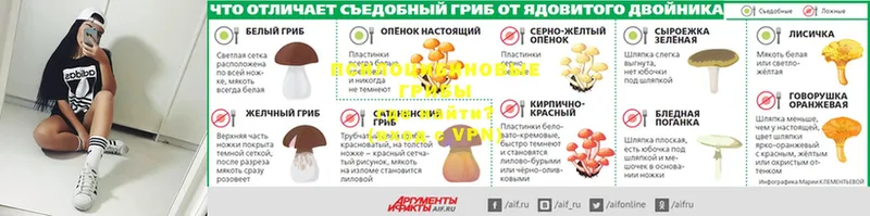 Галлюциногенные грибы мухоморы  Дальнегорск 